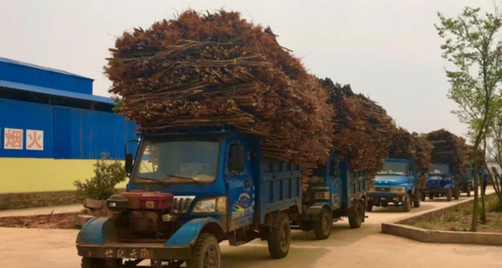 Curing Tobacco