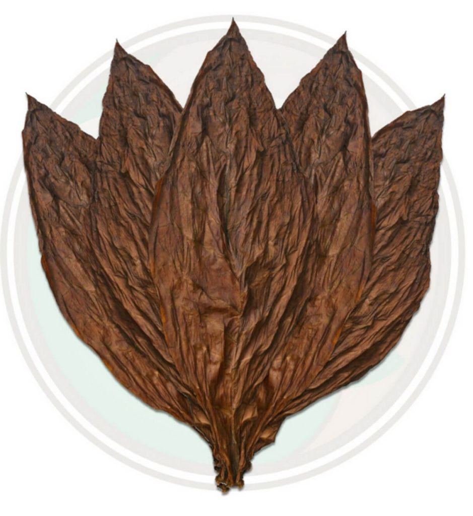 A close-up of a Havana tobacco leaf with intricate veins