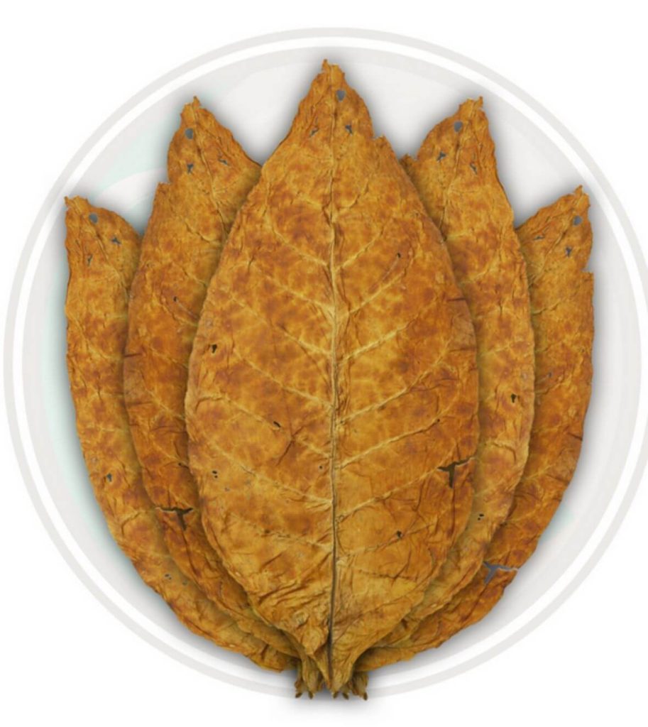 A close-up of a Virginia tobacco leaf