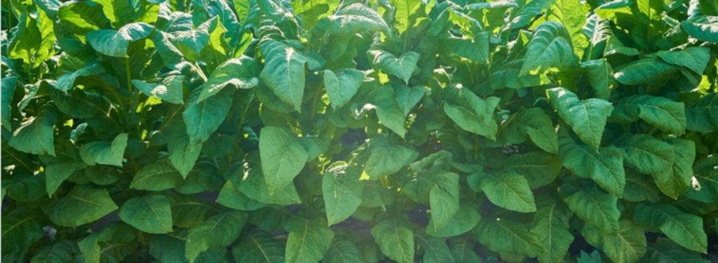 A field of organic burley tobacco plants